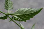 Black nightshade